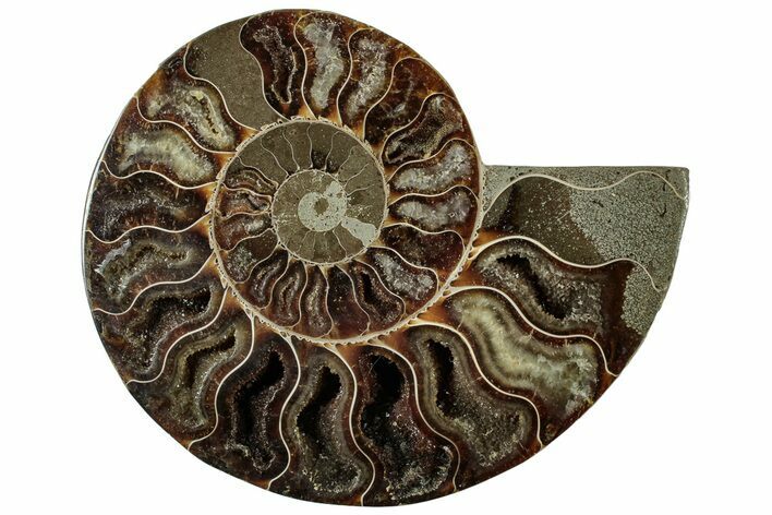 Cut & Polished Ammonite Fossil (Half) - Madagascar #310676